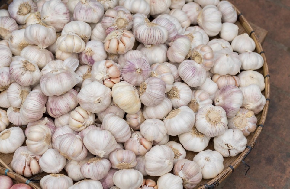 मध्यप्रदेश की मंडियों में लहसुन का मंडी भाव आज का (29 मार्च 2024)